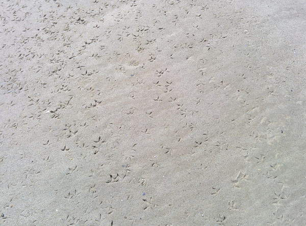 We hiked out to a wildlife preserve and ran across these tracks all over the sand.  Morris Island Nature Preserve, Cape Cod.