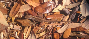 gecko camoflaged by mulch