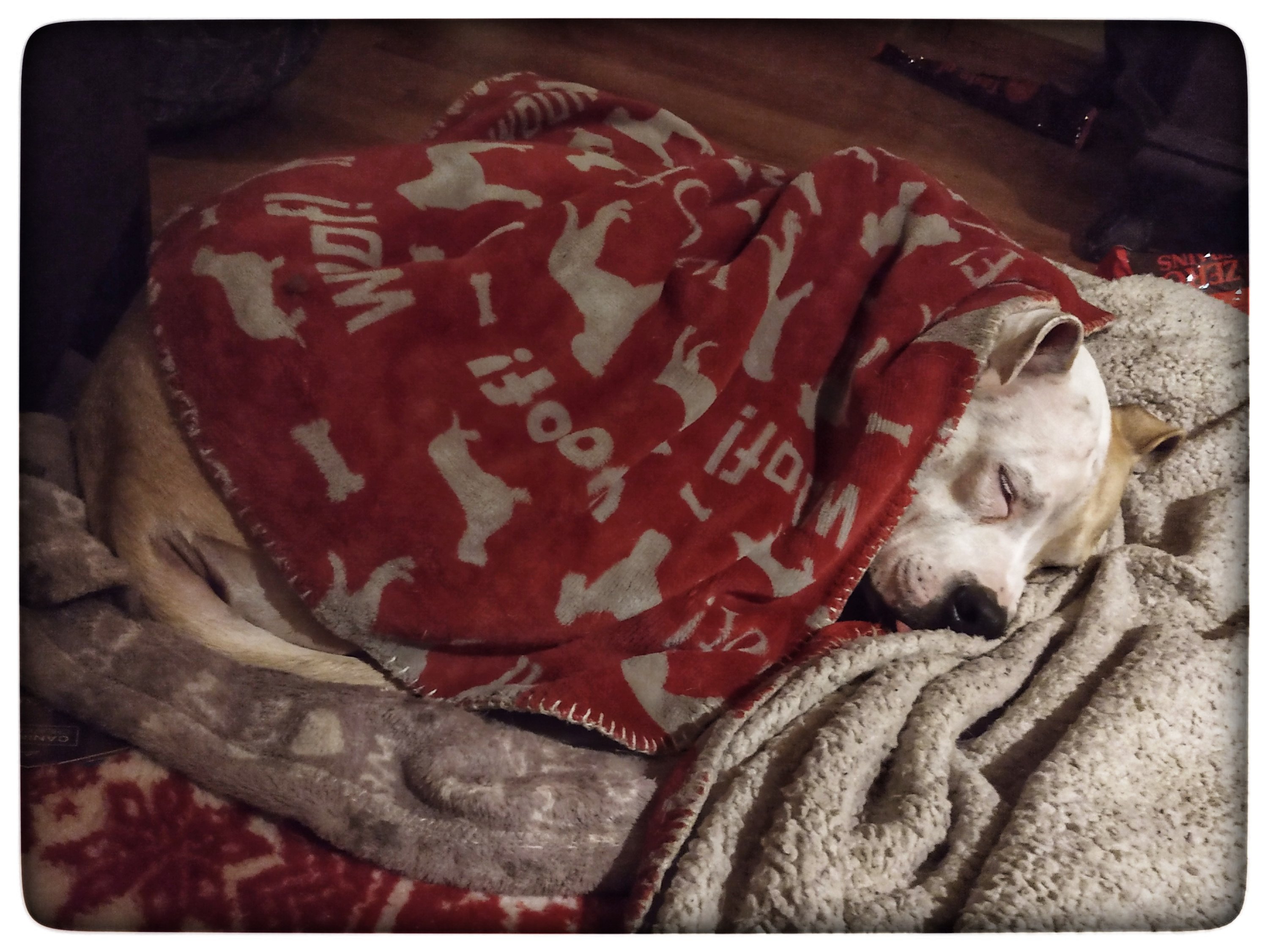 Dog cuddled on a dogbed, covered by two blankets, with her tongue sticking out.