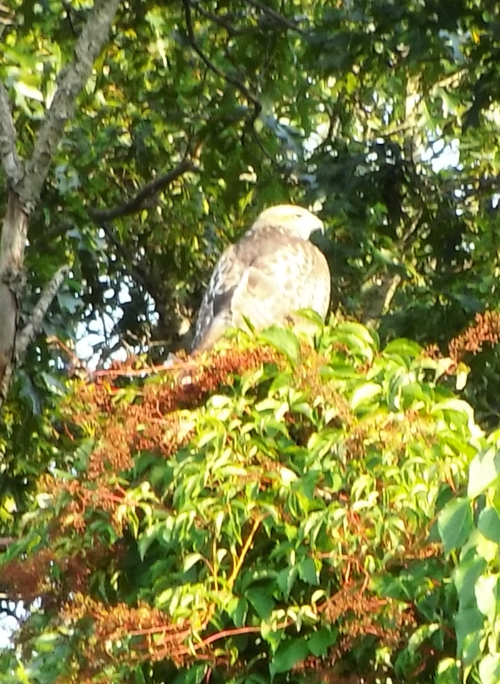 fledgeling hawk