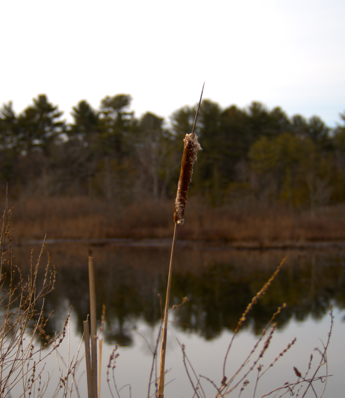 lone cattail with pond in background