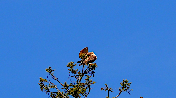red-tailed hawk preening