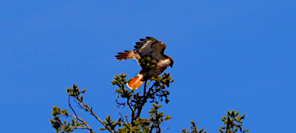 unbalanced red-tailed hawk with wings spread