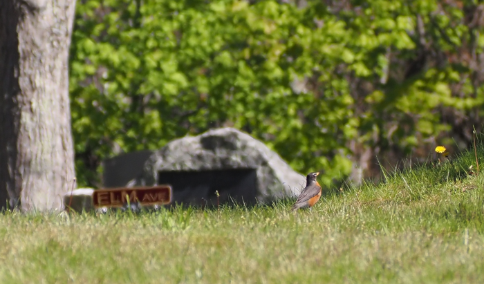 robin in the grass