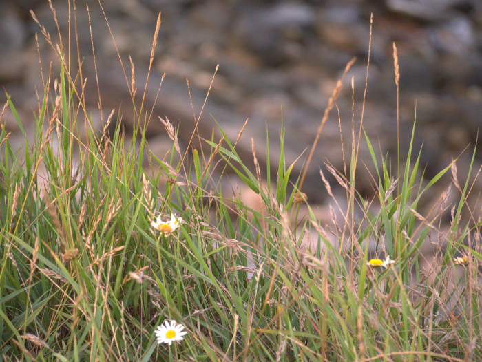 grass and white flowers