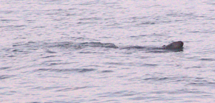 harbor seal in the ocean